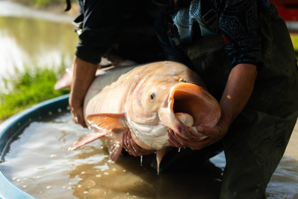 Wędkarz trzyma tołpyge